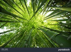 bamboo آواتار ها